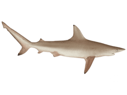 blacktip shark