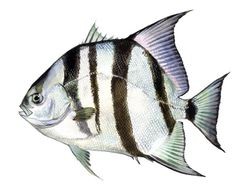 spadefish